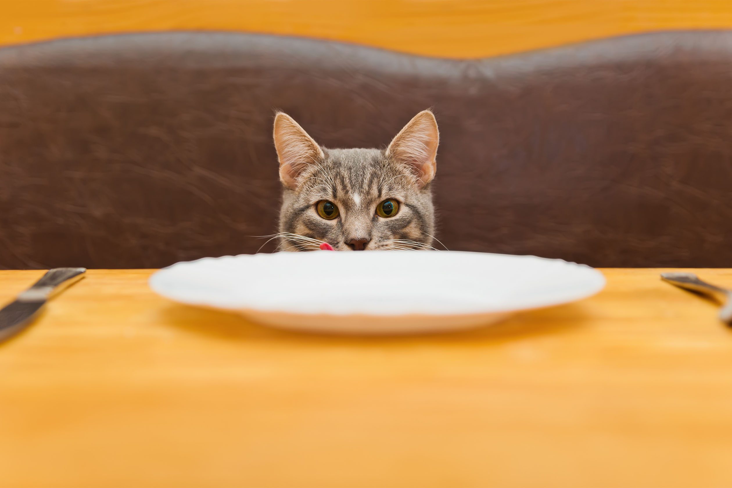 Cat staring at empty plate on a table