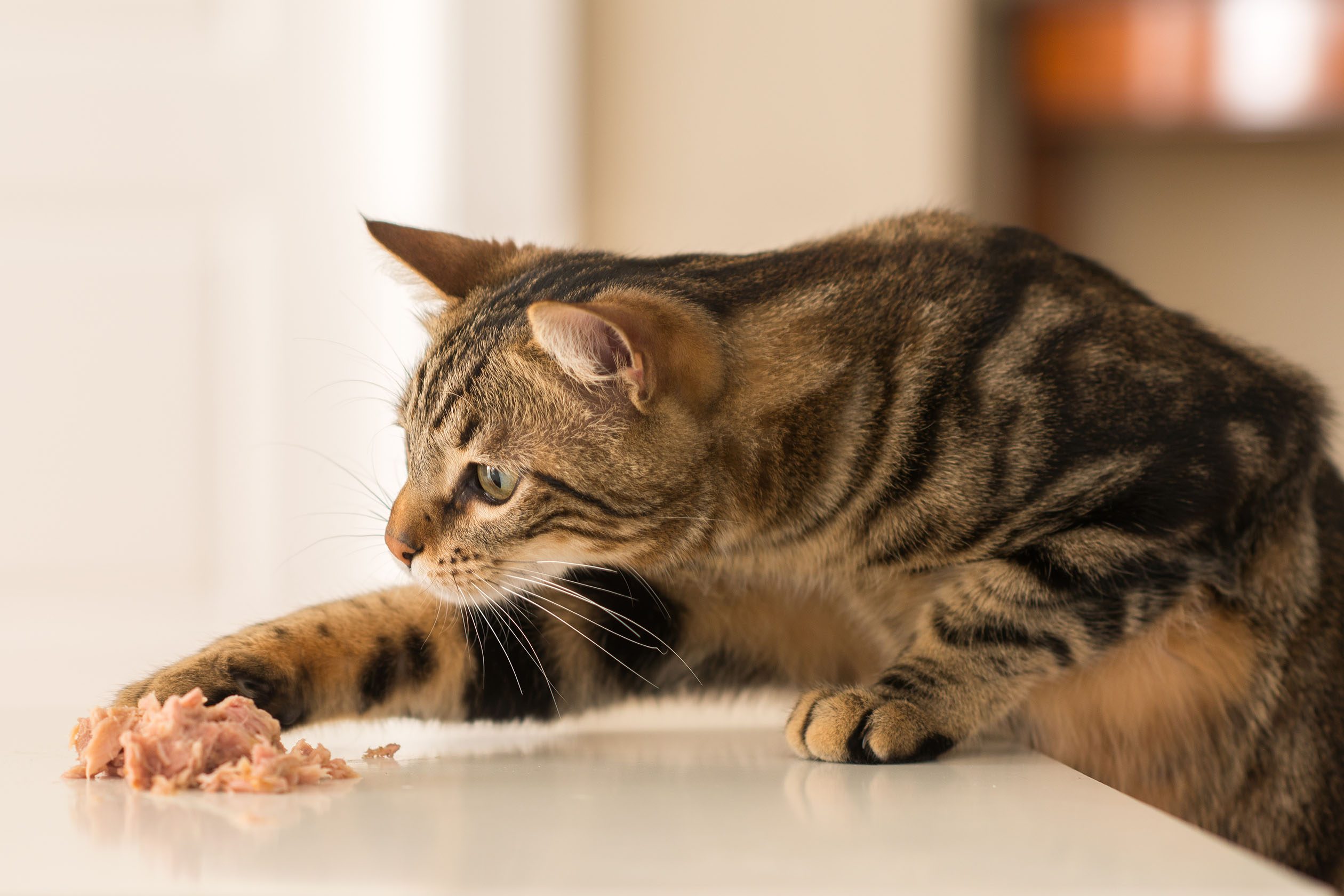 Cat stealing food off of the counter