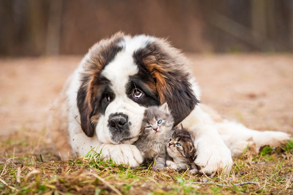 A St. Bernard cuddling two blue-eyed kittens.