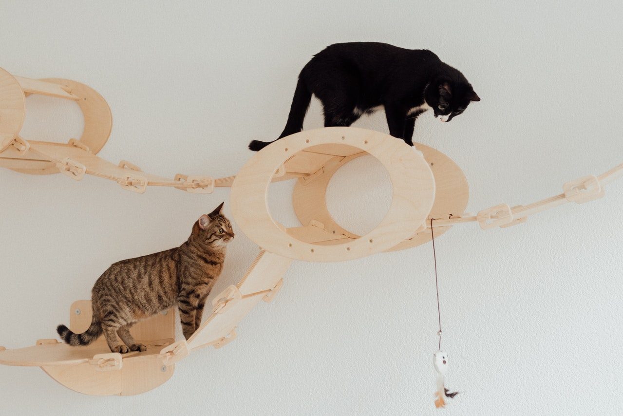 A brown tabby and a tuxedo cat climb wall-mounted cat furniture.