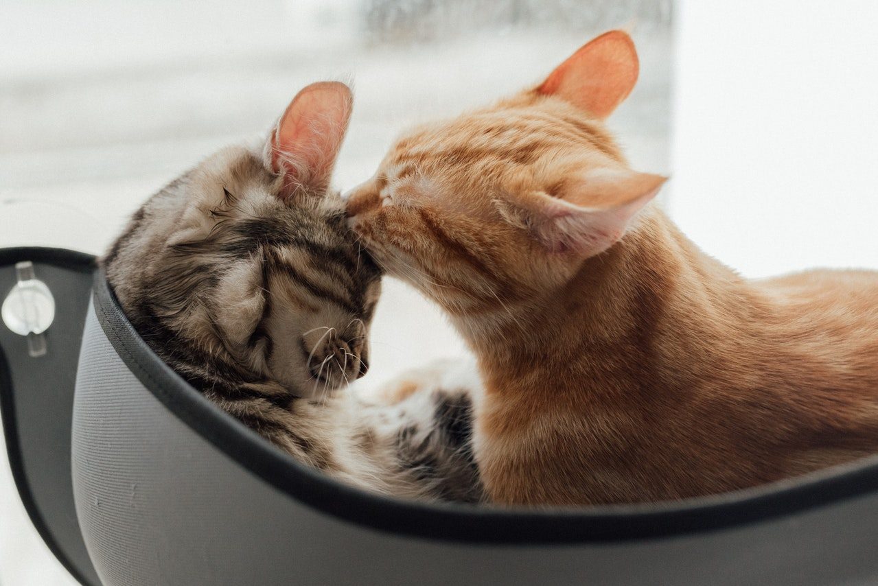 An orange tabby cat bathes a brown tabby cat in a cat bed.