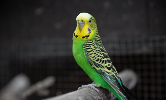 Parakeet on a branch