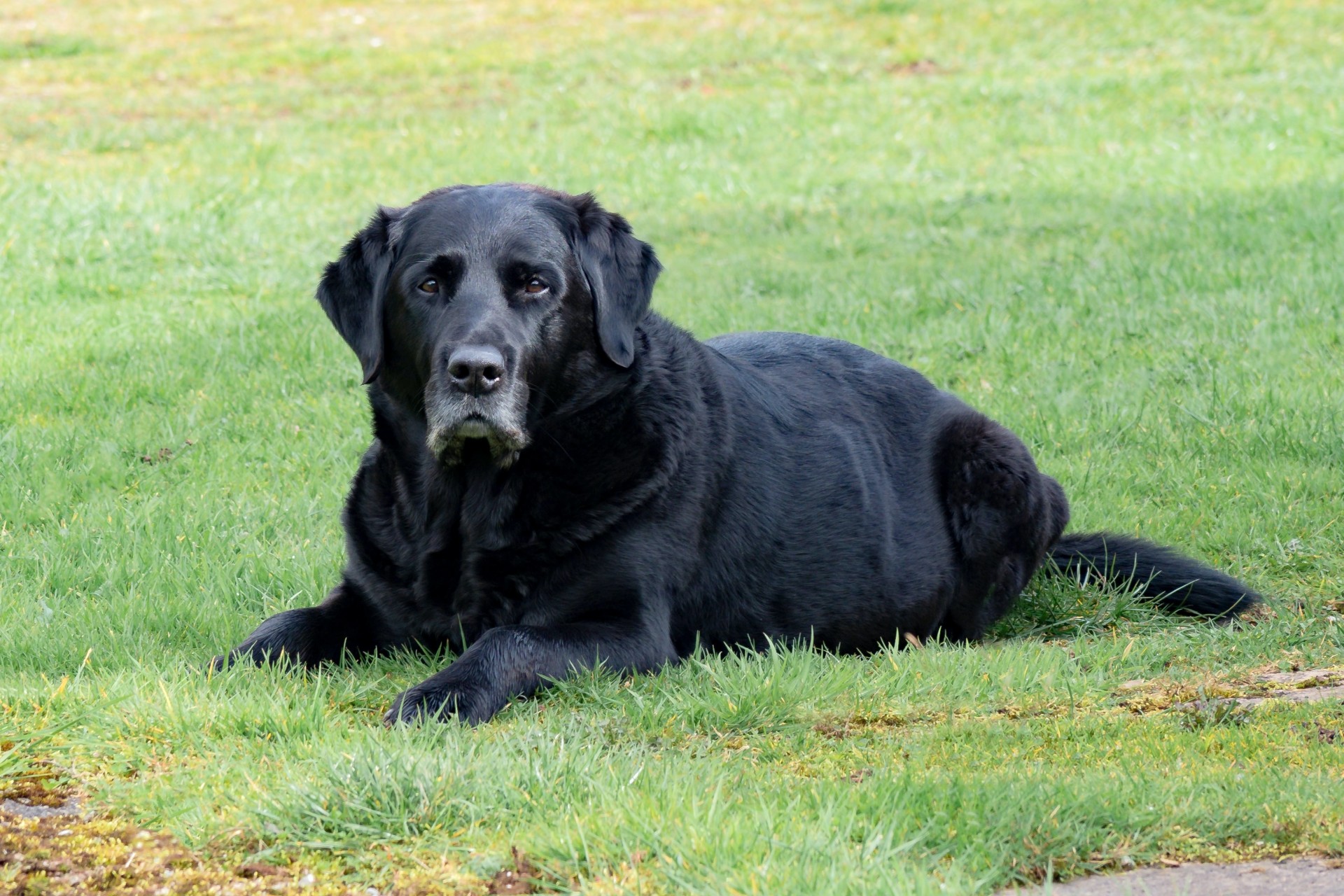 Old back dog lying on grass