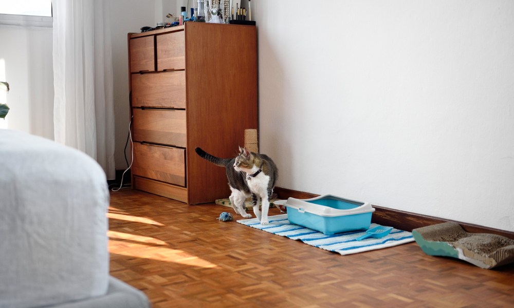 Cat walking out of litter box