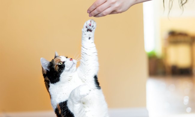 Cat treat for training