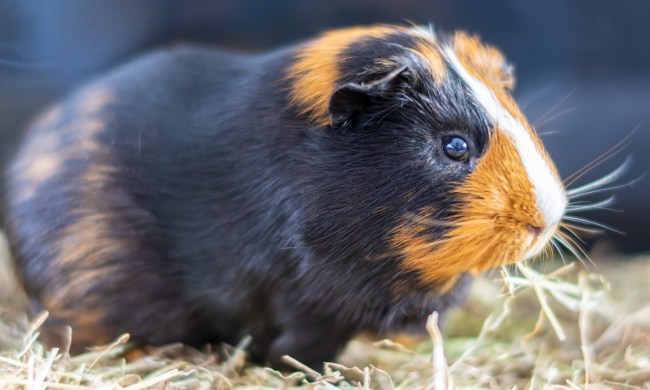 Guinea pig on hay