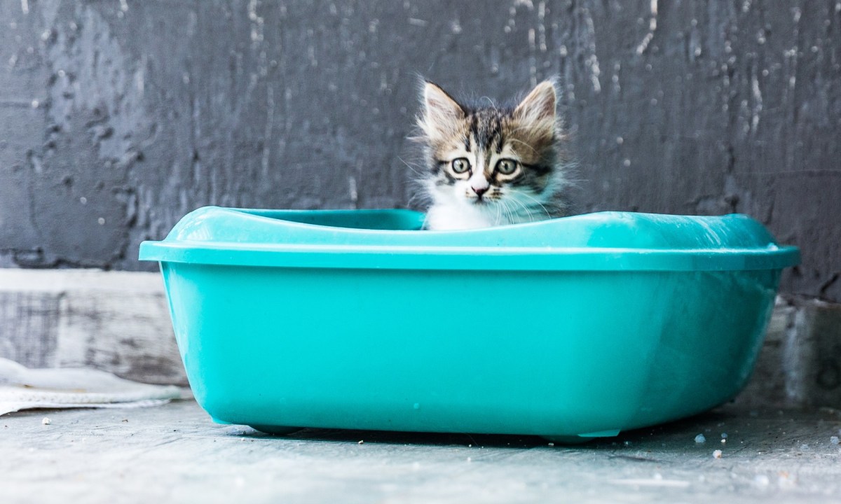 Kitten in litter box