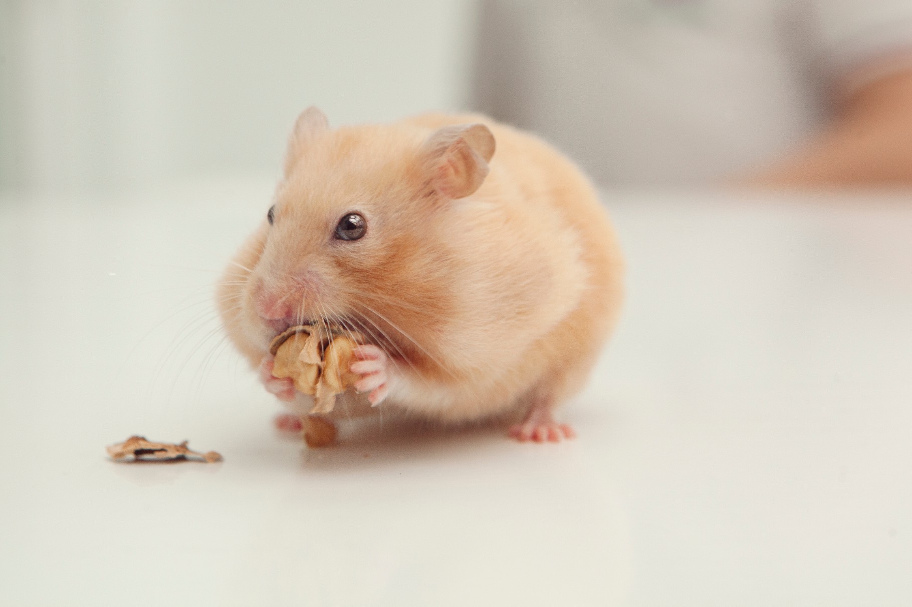 Hamster eating a nut