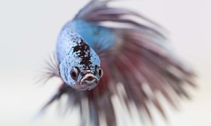 Blue betta fish staring at the camera