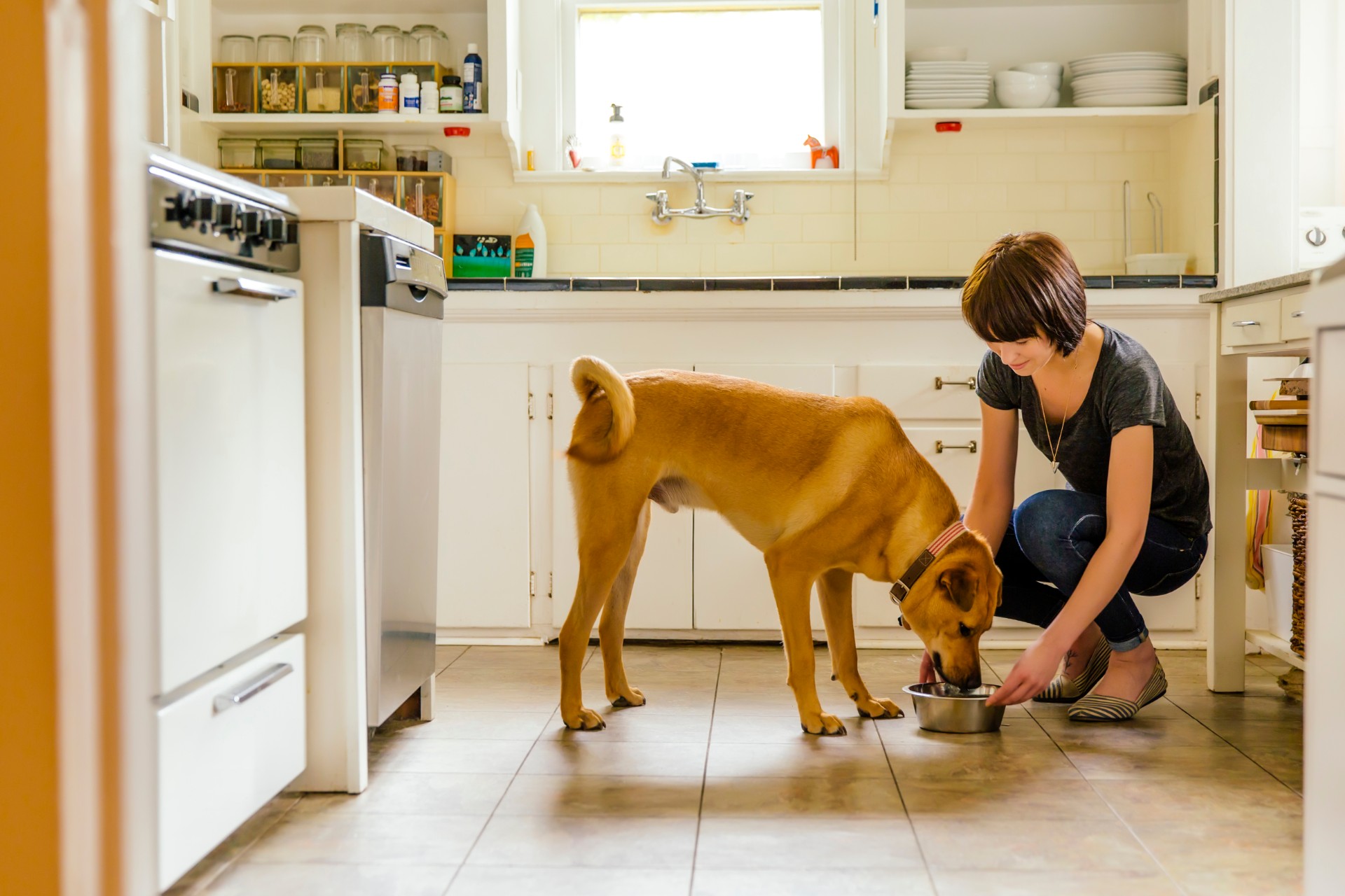 Feeding cooked chicken to cheap dogs