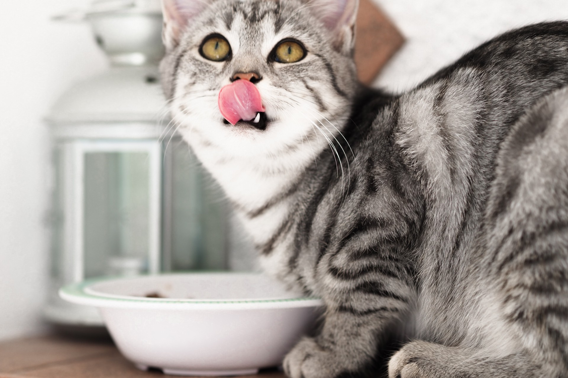 What Ingredients to Look or in Cat Food PawTracks