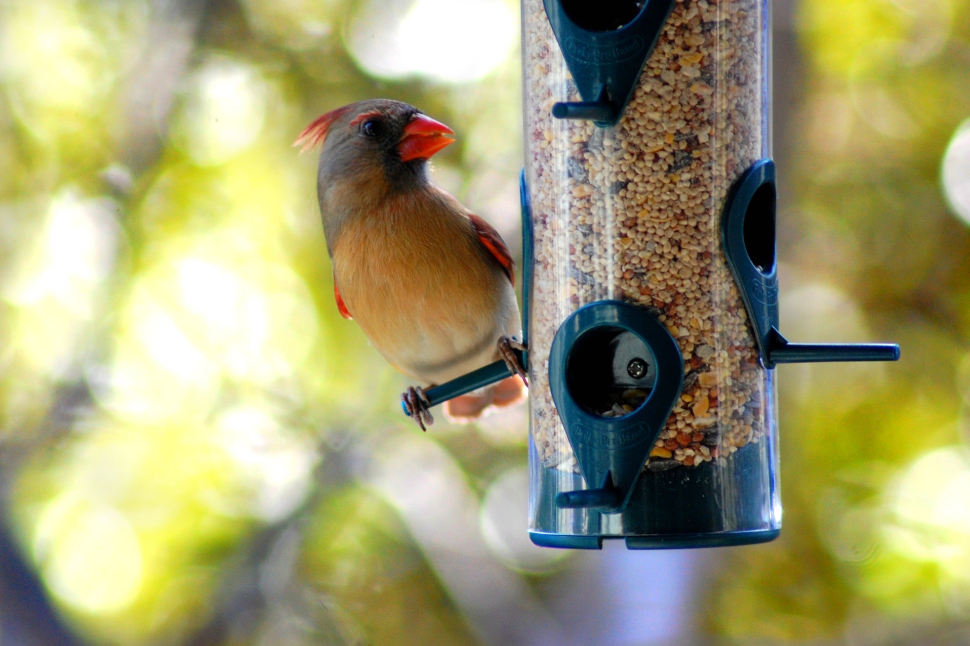 is old bird seed safe