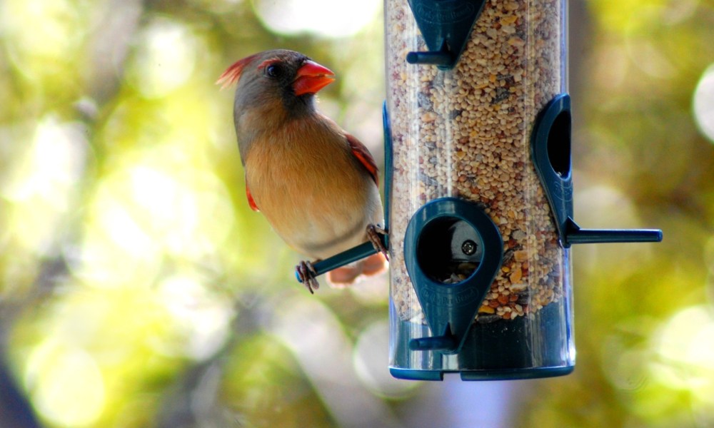 Bird on full bird feeder