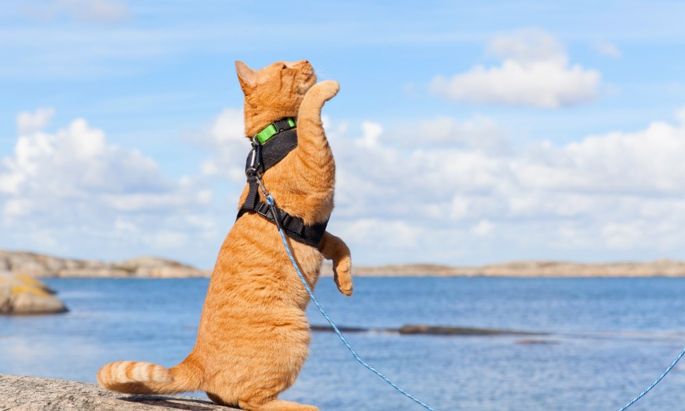 Orange cat in harness near water