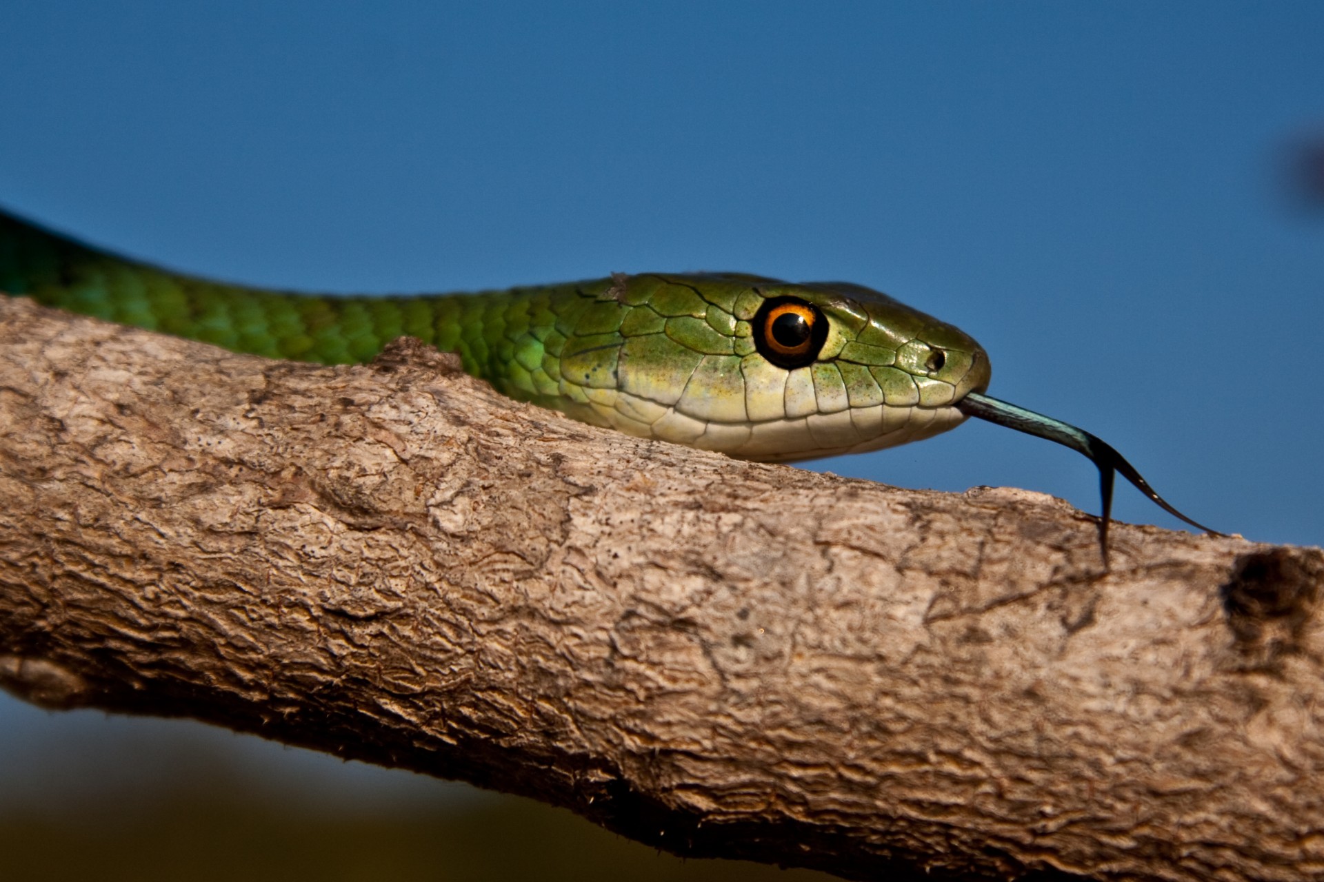 Why Do Snakes Flick Their Tongues? Here's Why They Do It | PawTracks