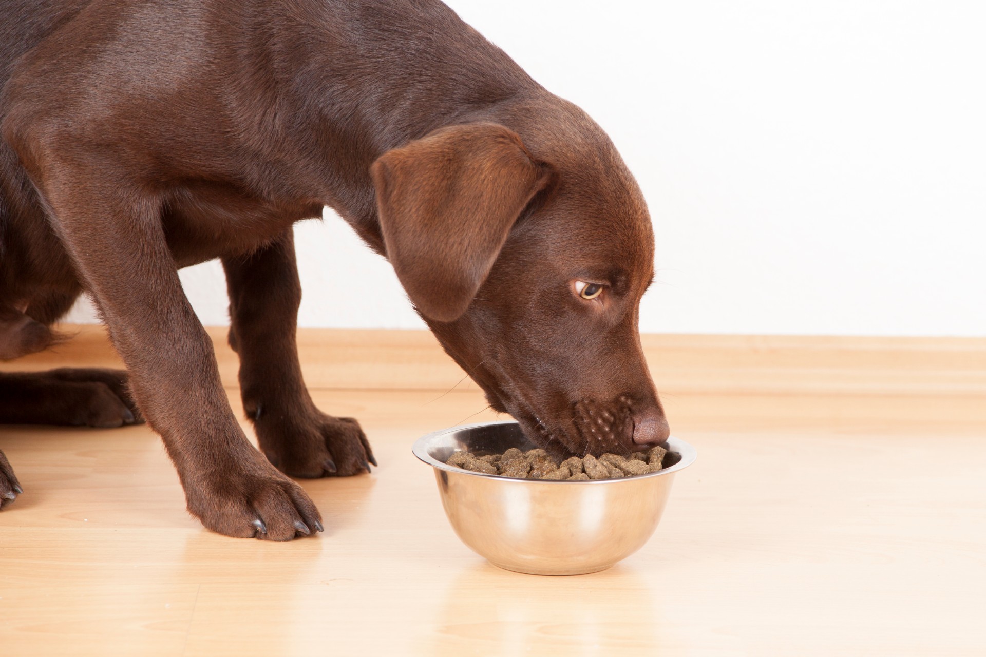 Hills metabolic dog food clearance recall