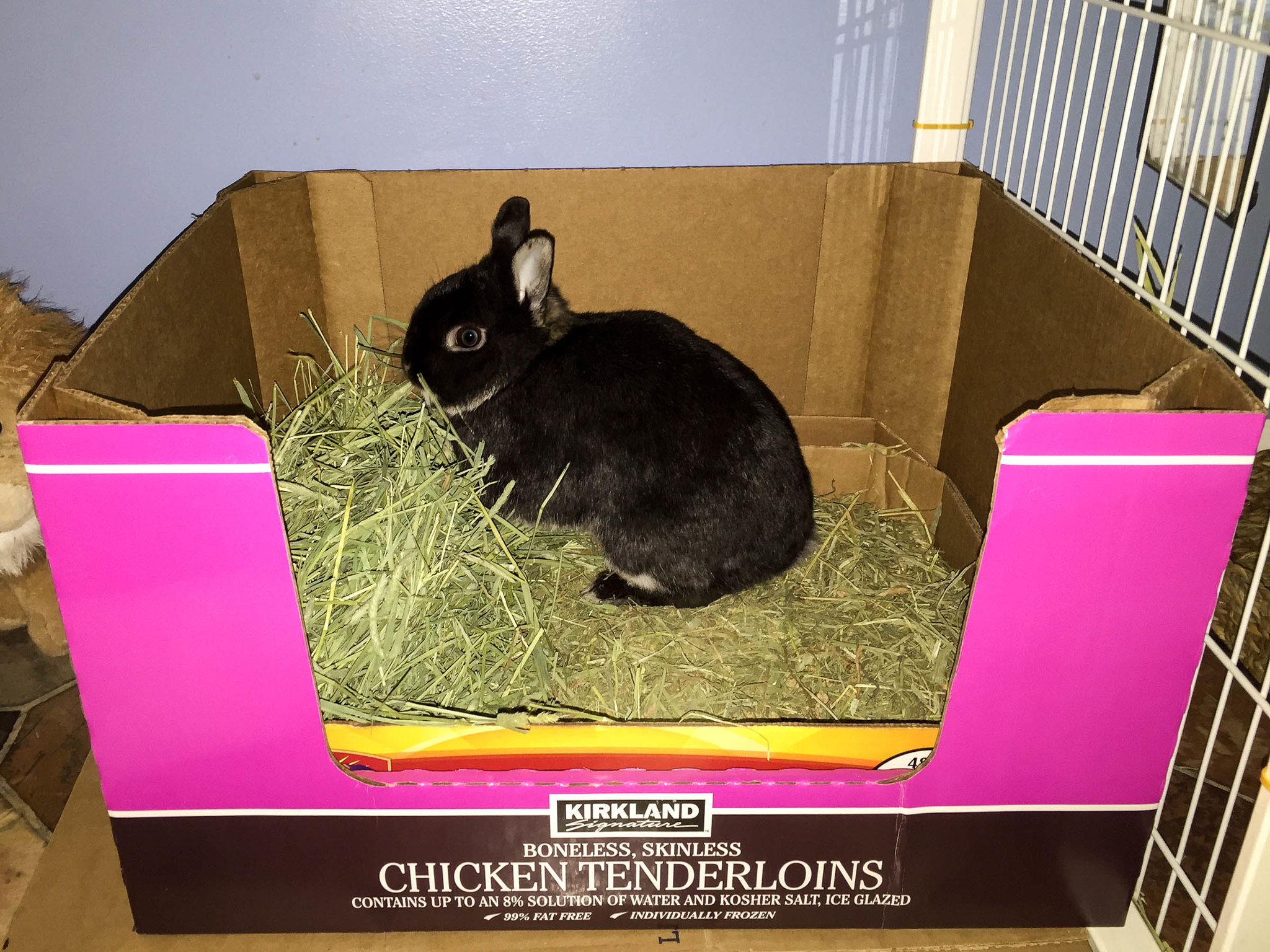 Train rabbit to store use litter box