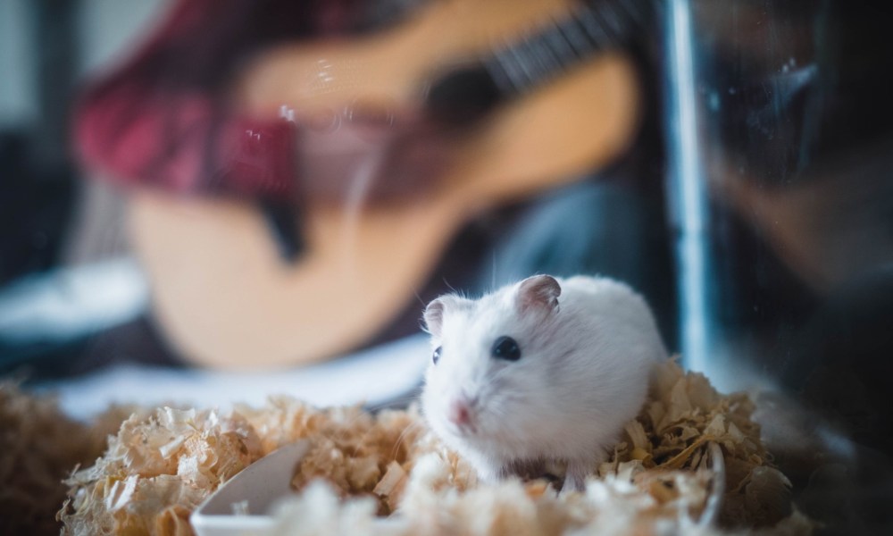 Hamster in a glass box