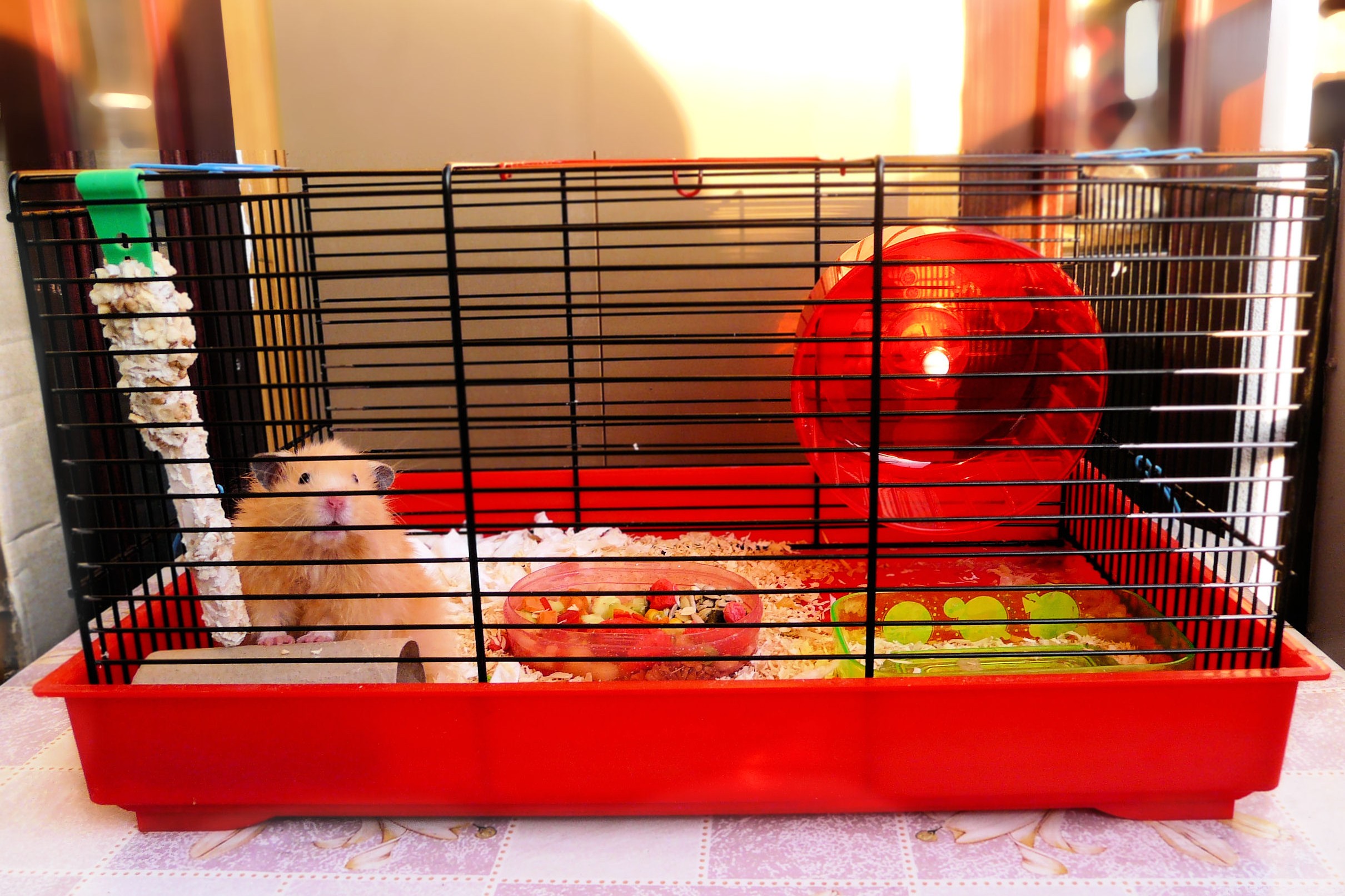 How to Potty Train a Hamster A Step by Step Guide PawTracks