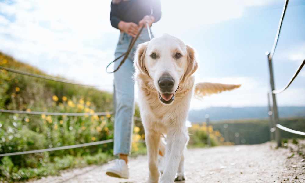 Golden retriever walking with owner