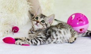 small cat looking up and playing with pink toys