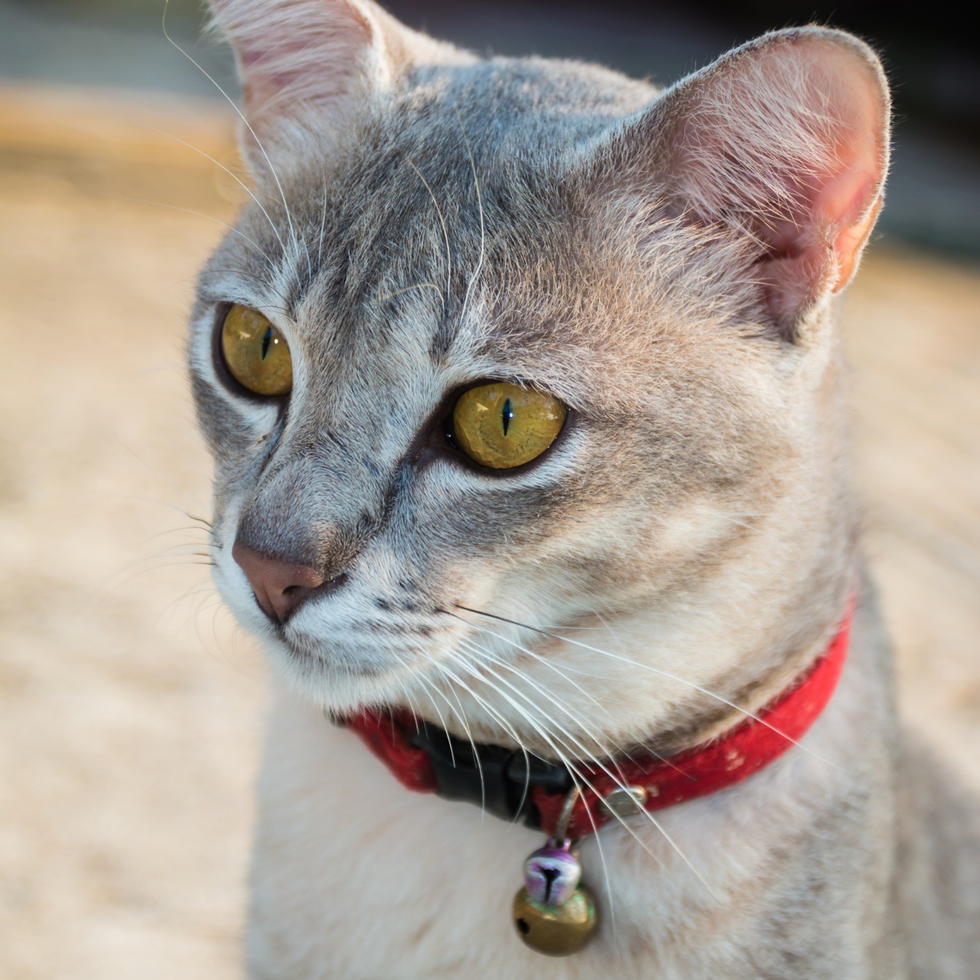 Outdoor 2024 cat collar