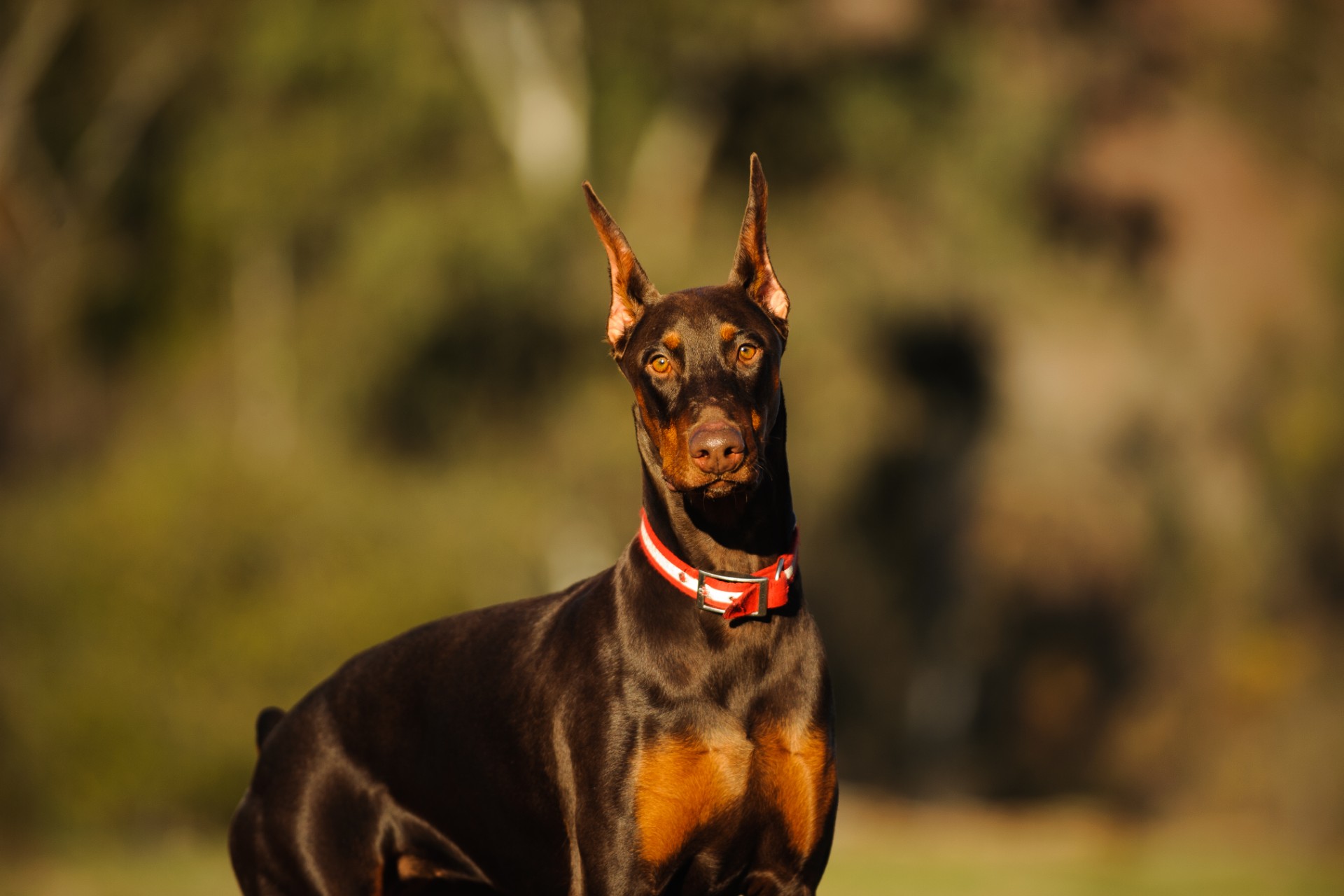 Dog breeds with long hot sale necks