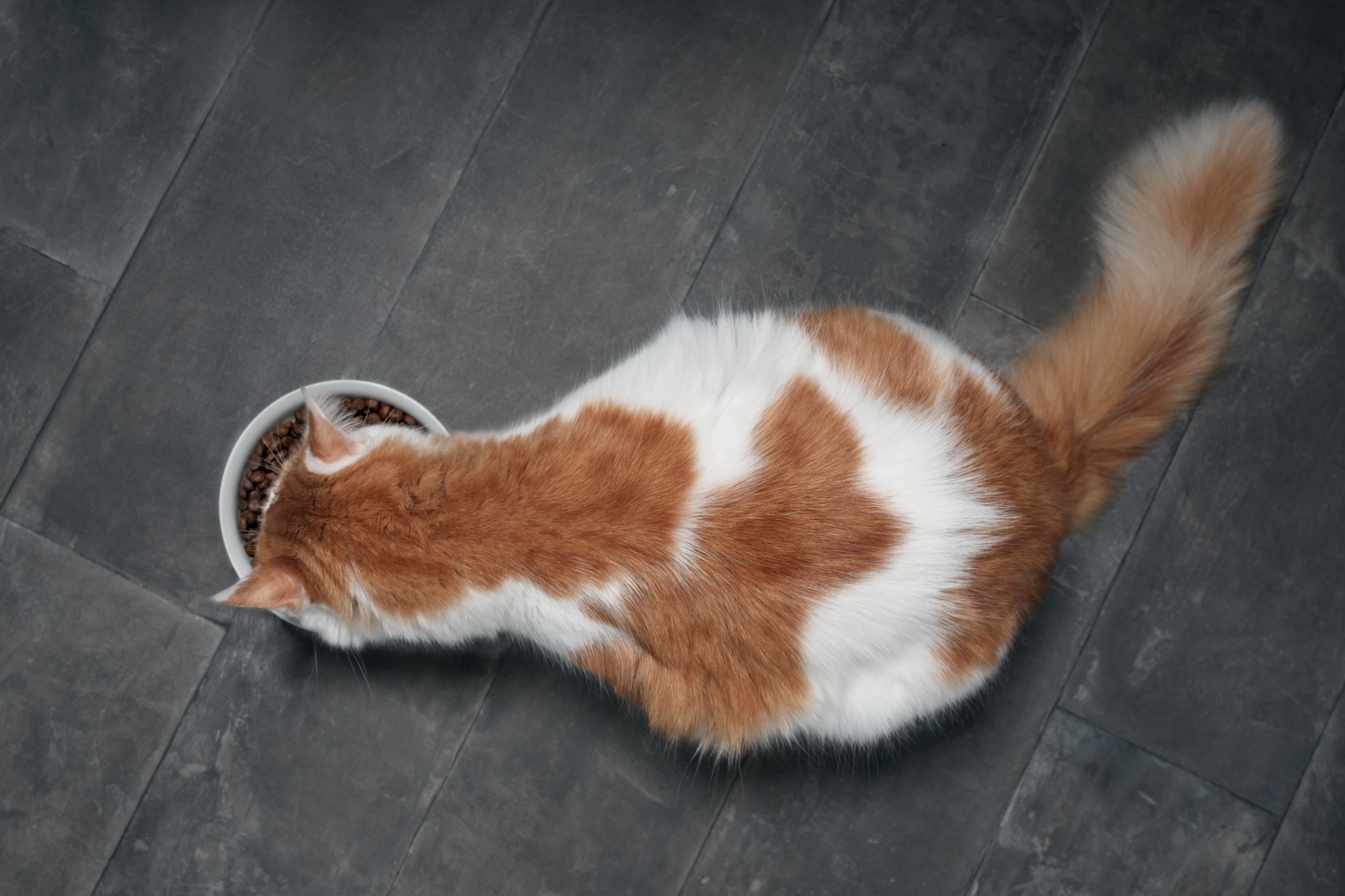 Orange and white cat eating