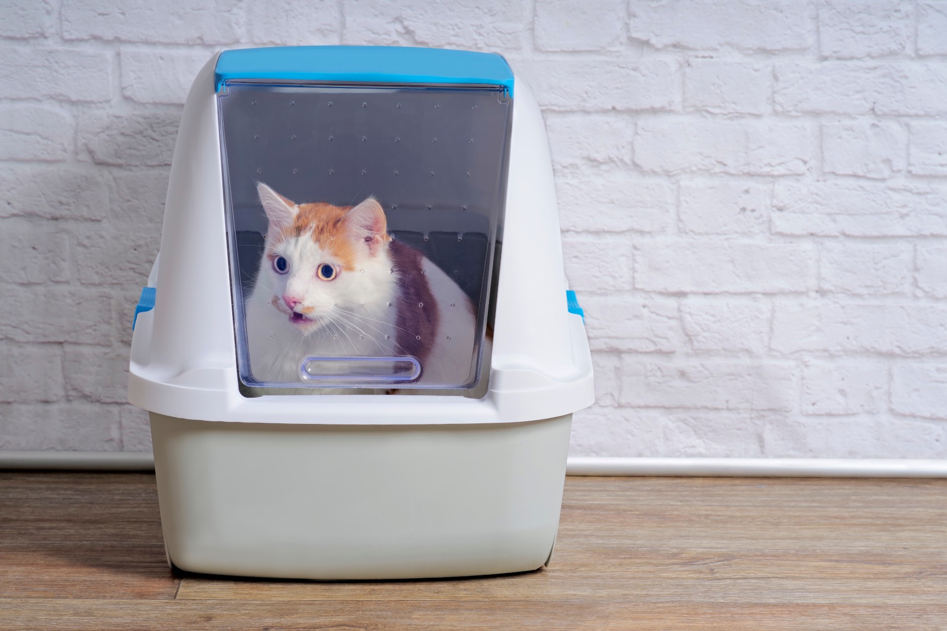 How Often Should You Change Cat Litter Box