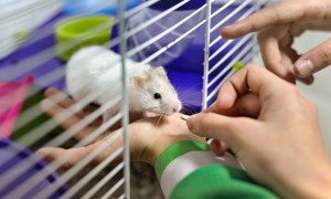 Person feeding a hamster