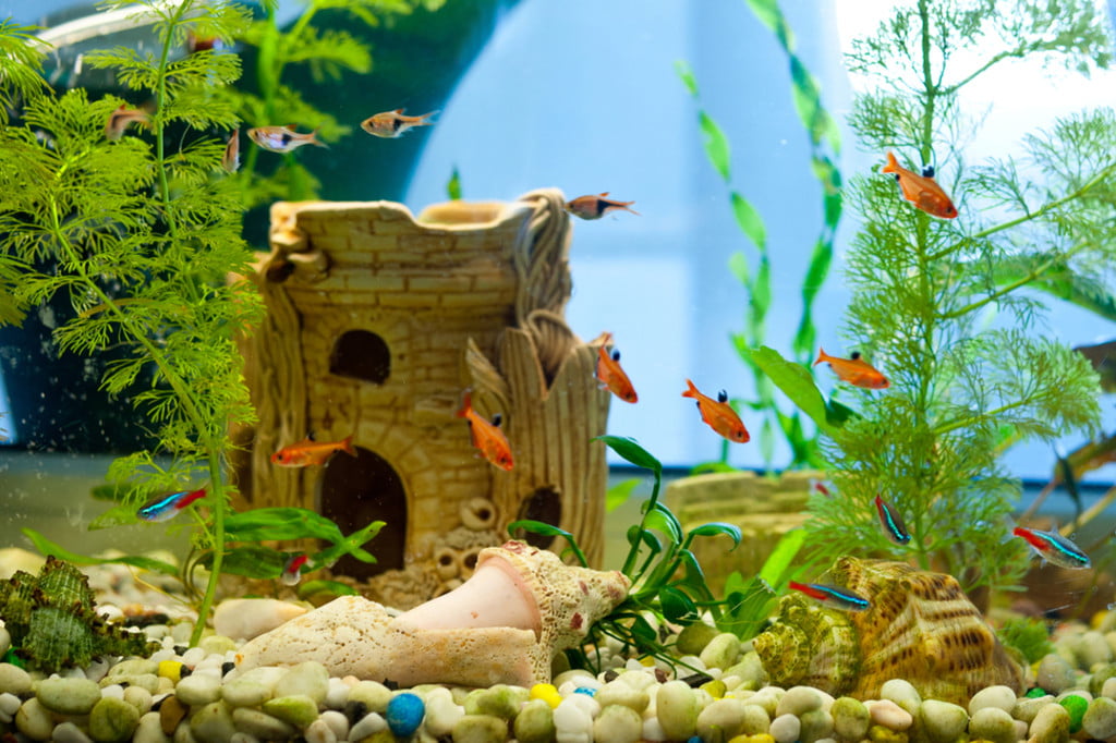 The Best 3D Printed Aquarium Decorations & Accessories
