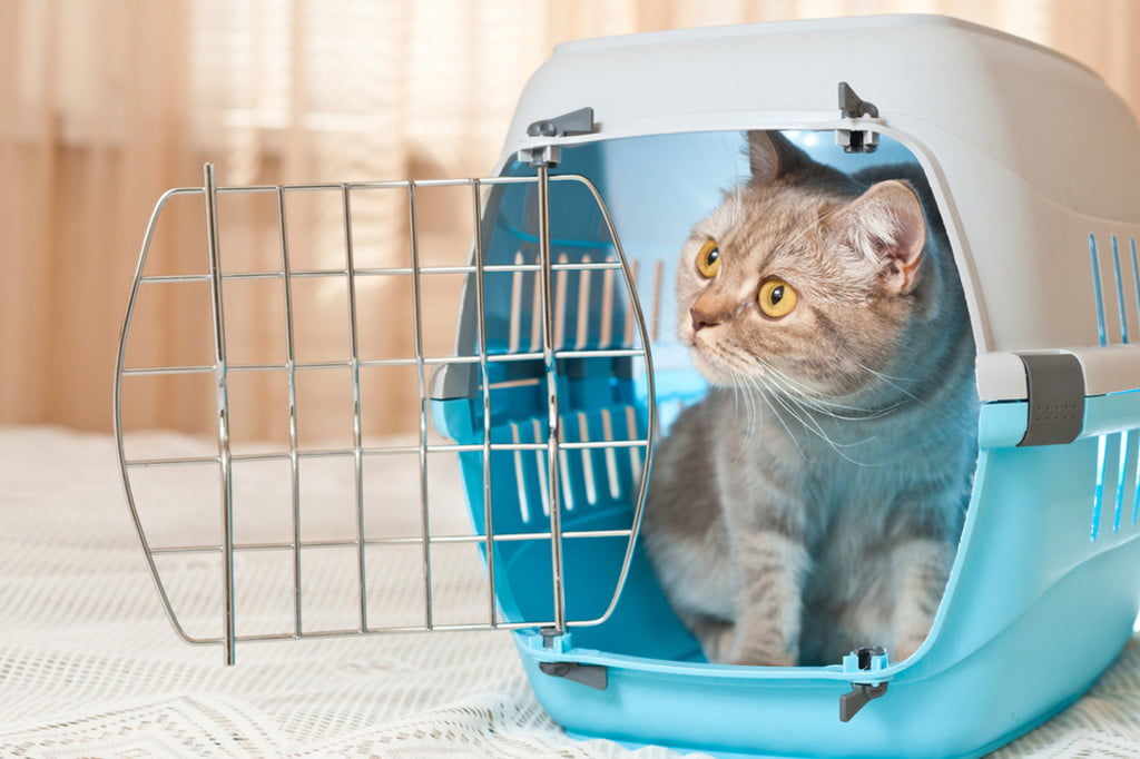 Kitten in 2025 crate at night