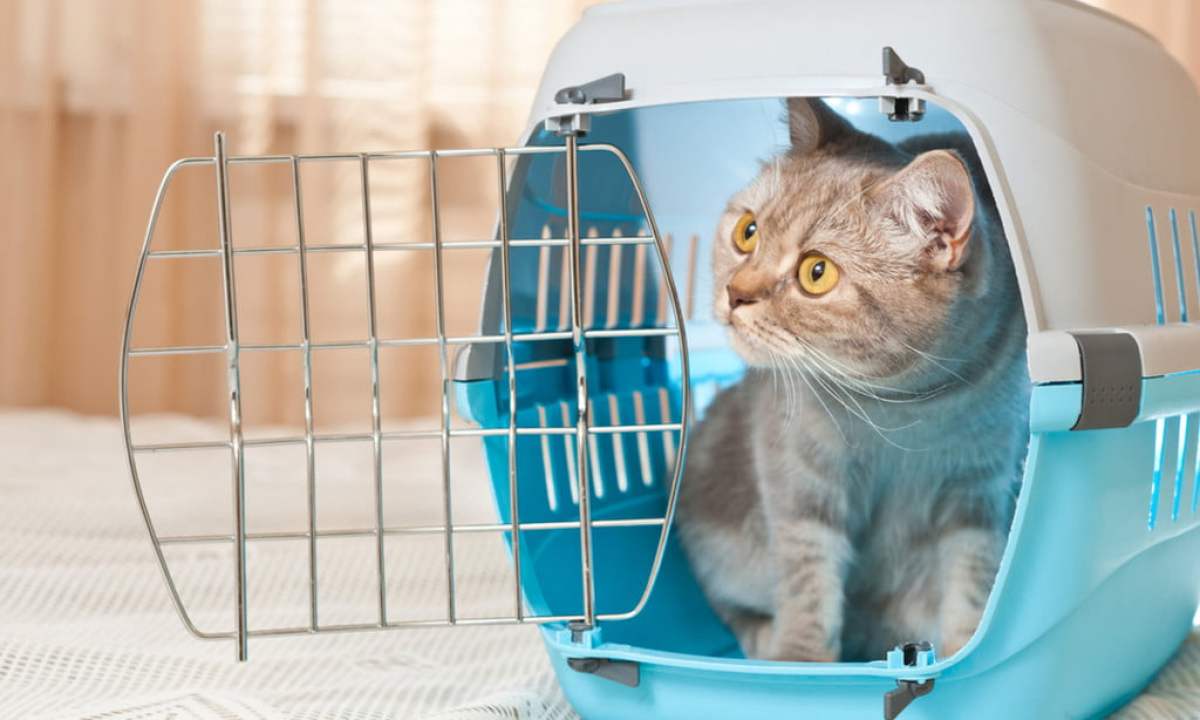 Kitten in a crate