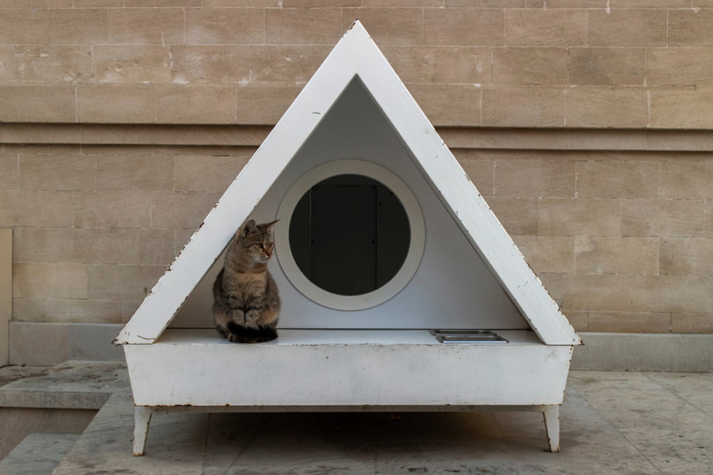 Cat sits in his house outdoors