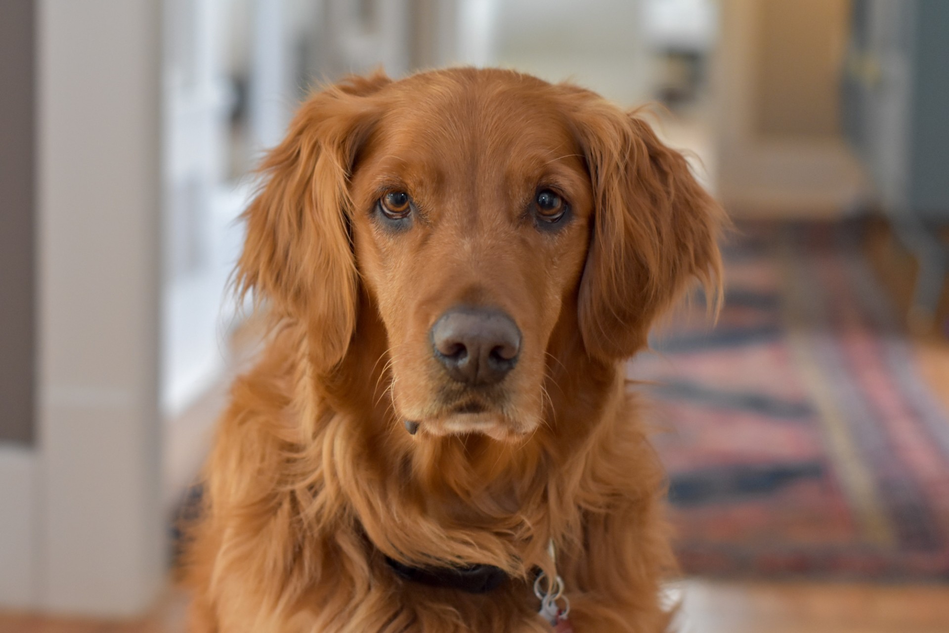 Golden clearance retriever obedience