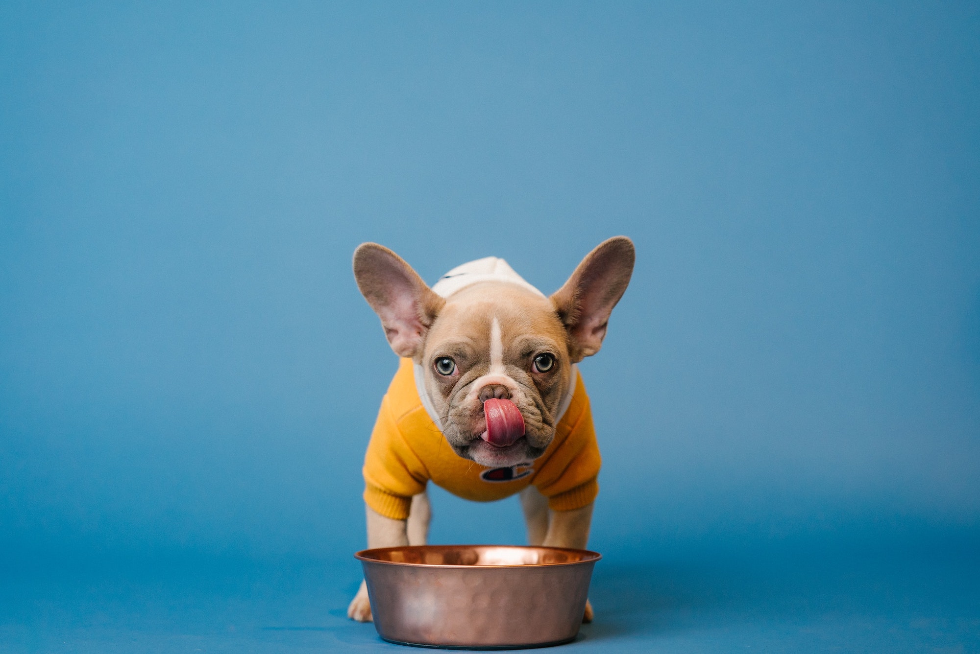 how-often-should-you-feed-a-puppy-pawtracks