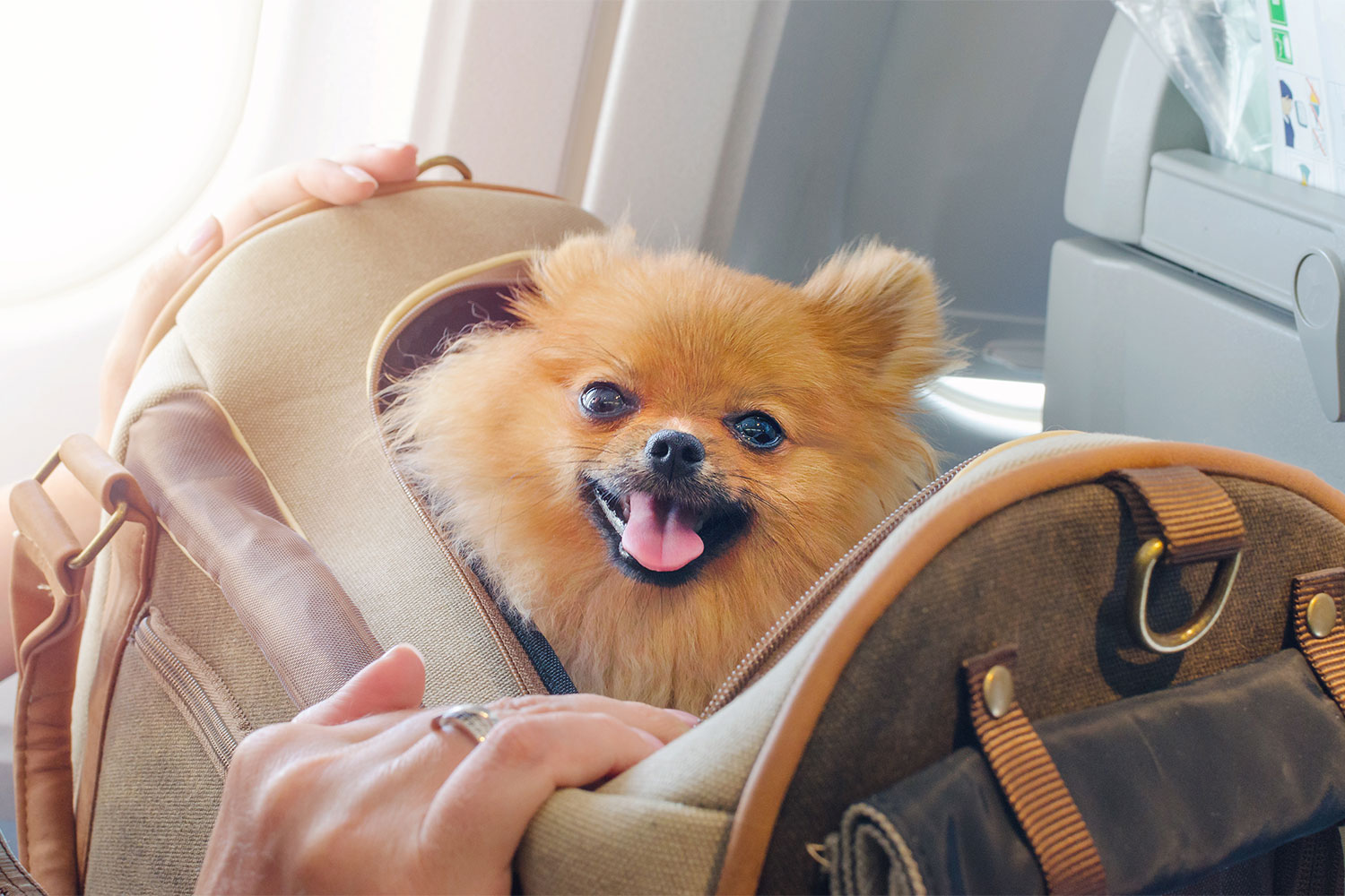 Best pets cheap for travelers