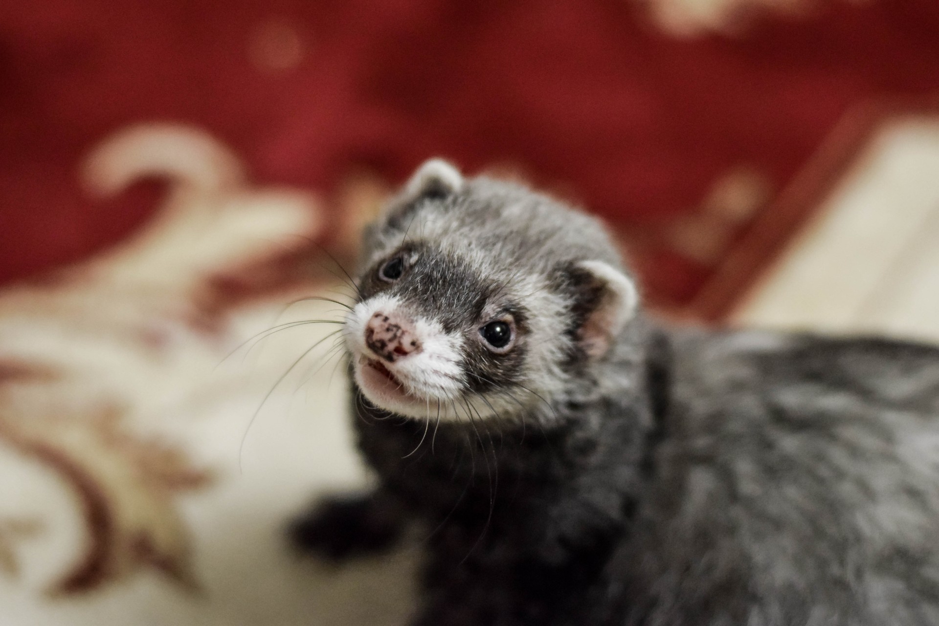 Ferret sales care 101