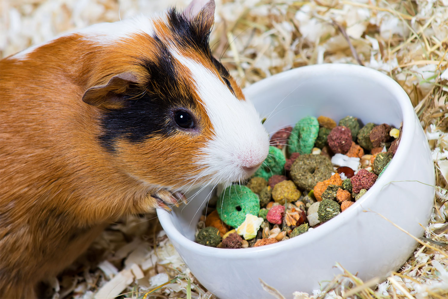 Guinea pig food outlet dish