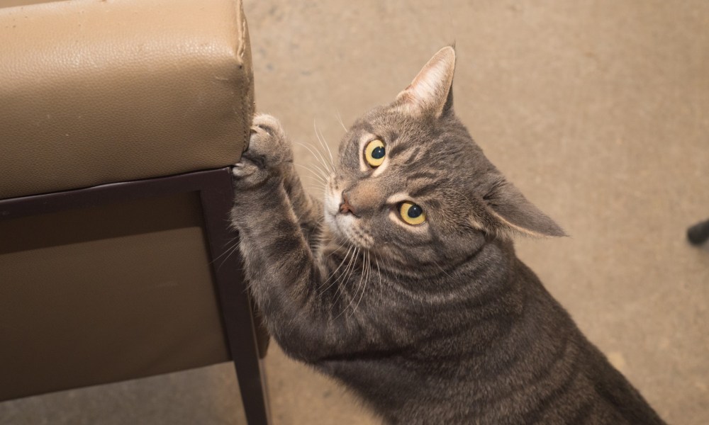 Gray cat scratching a couch