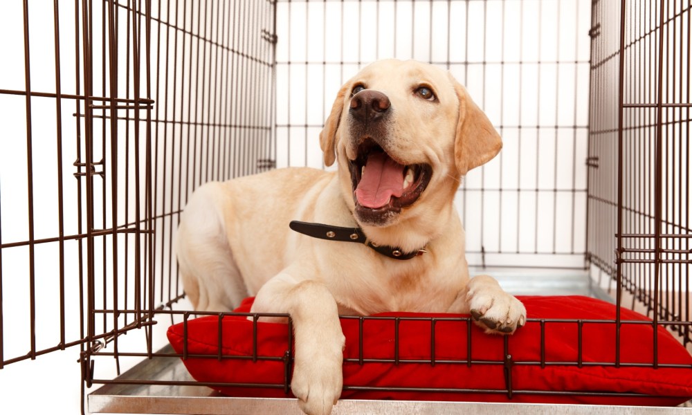 Labrador lying in crate