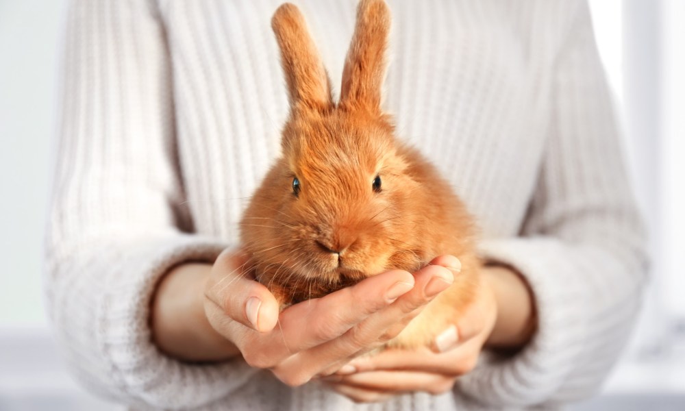 Brown rabbit held by owner