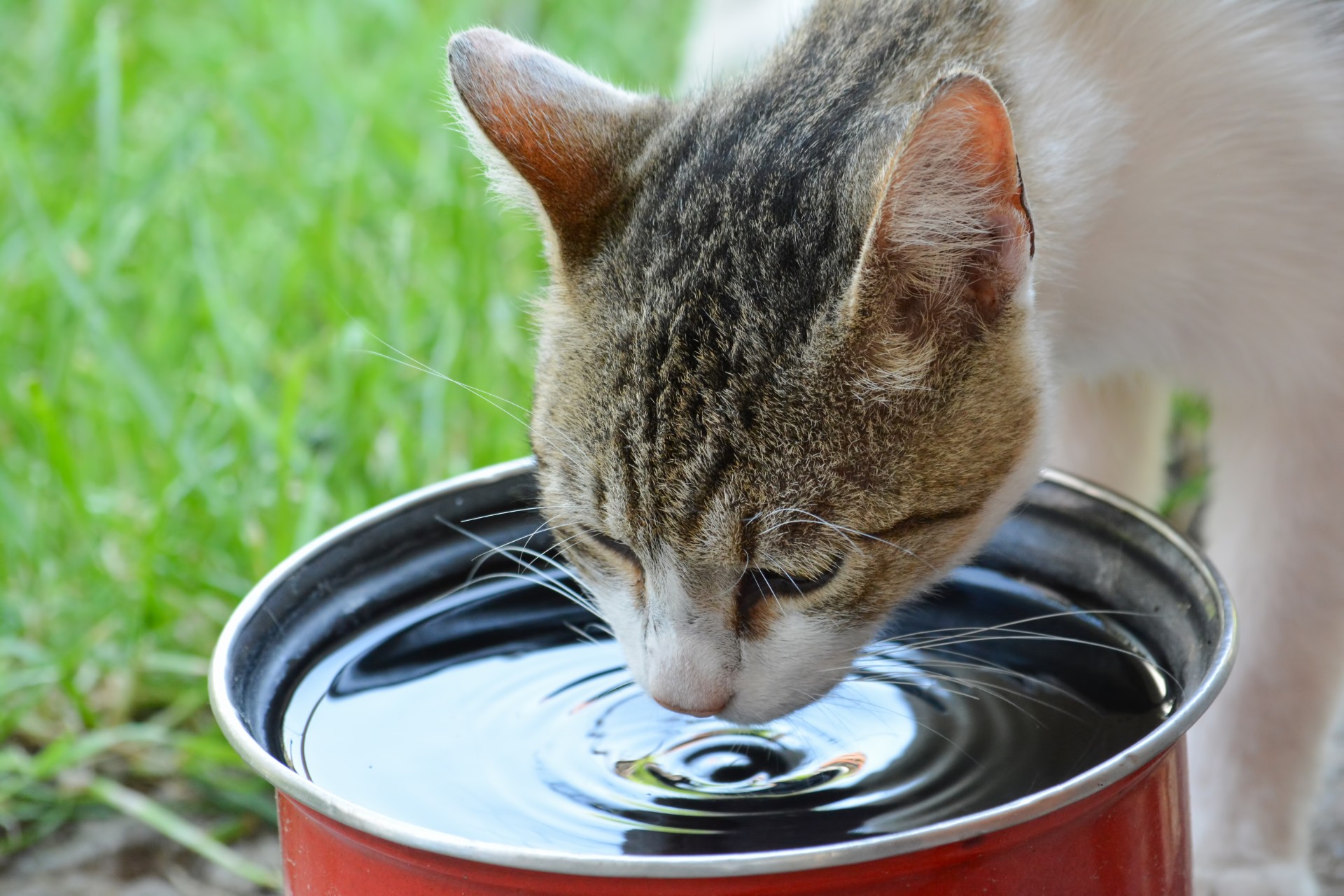 water for cats to drink