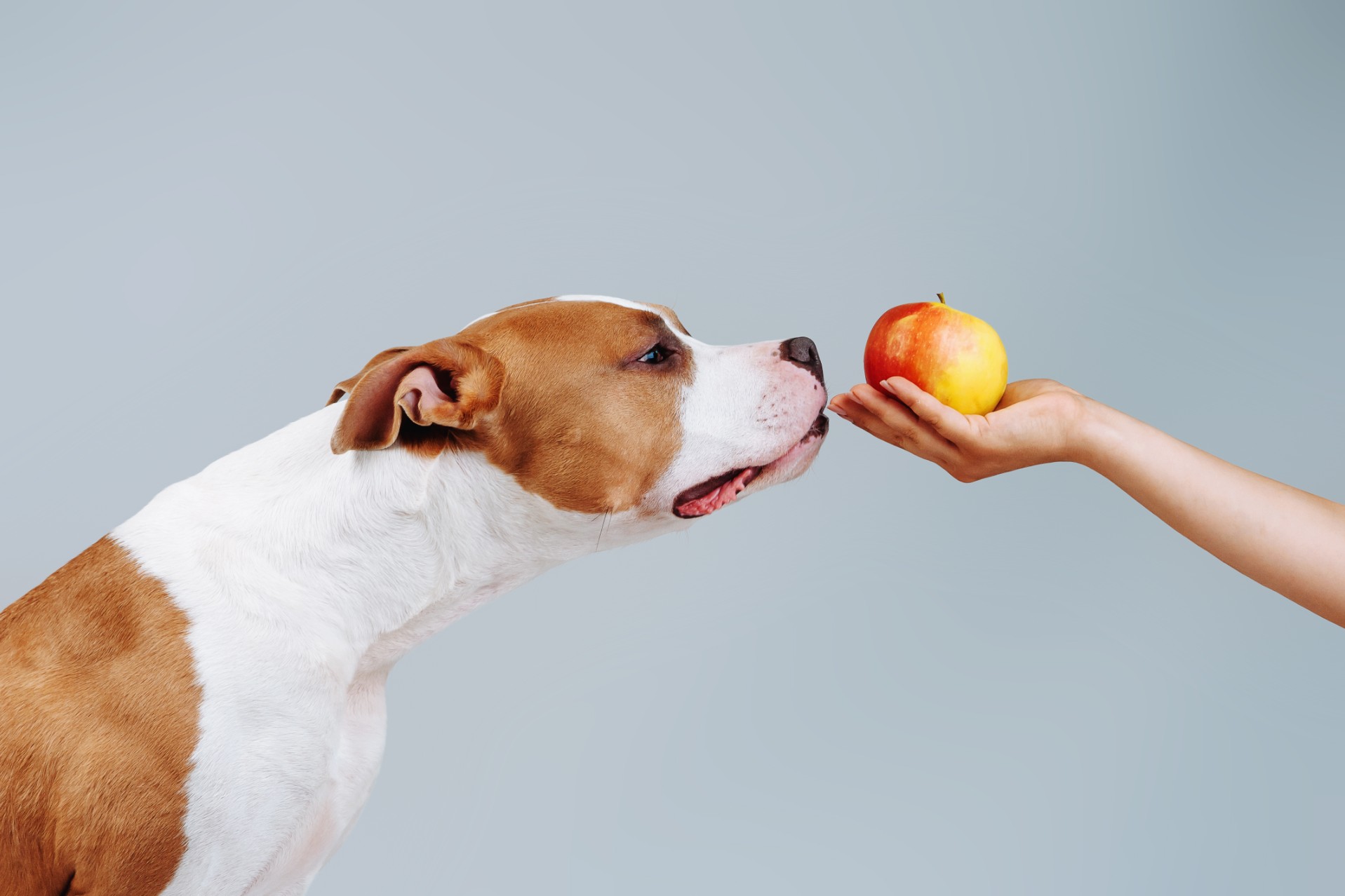 Can dogs have apples Here s what you need to know PawTracks