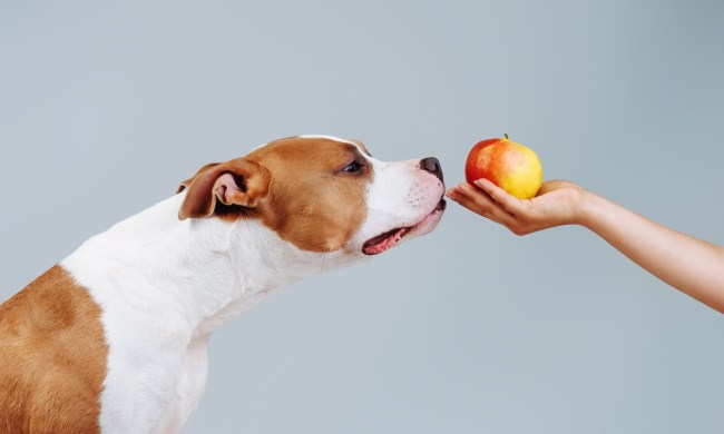 Dog sniffing an apple held by a person