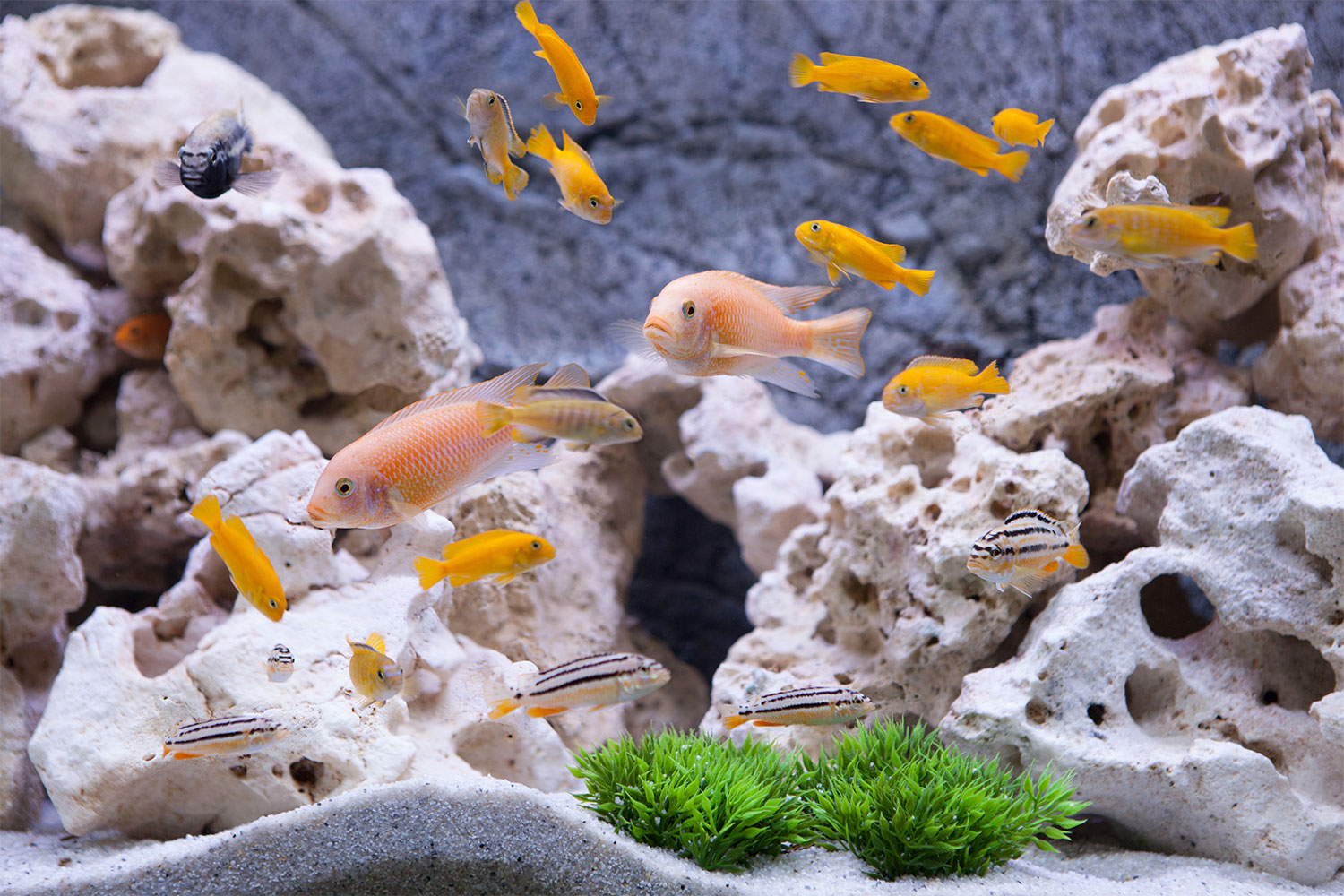 print your own aquarium background