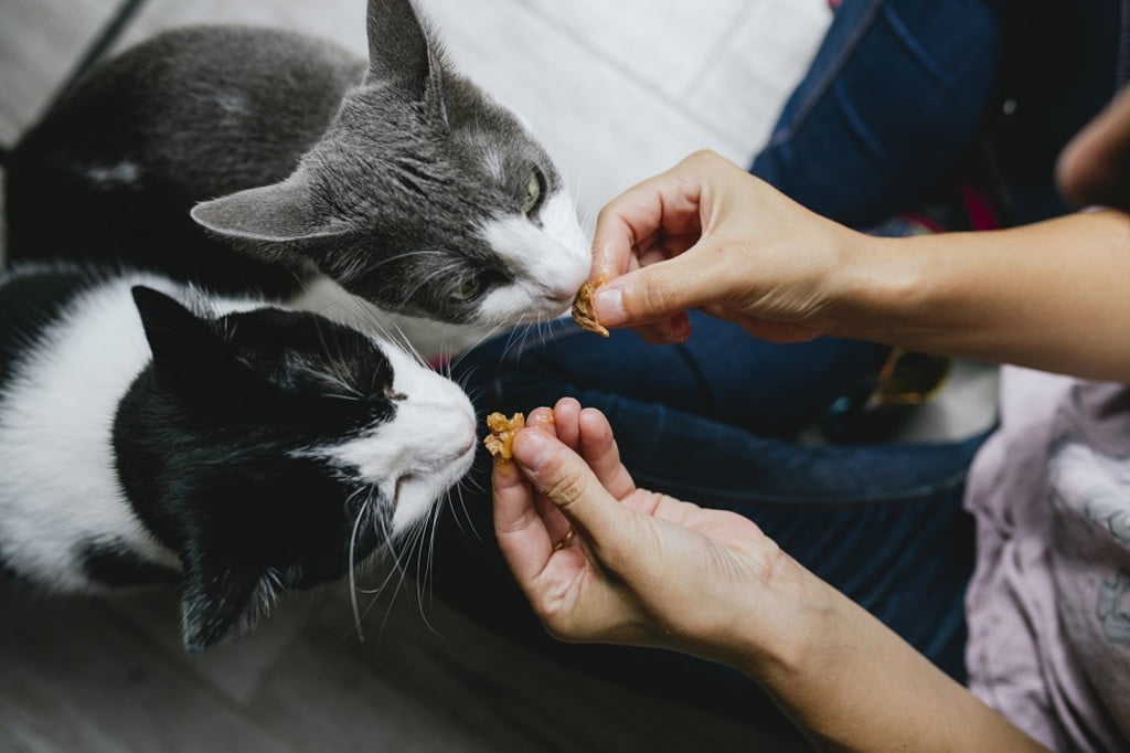 Two cats being fed a treat by their human