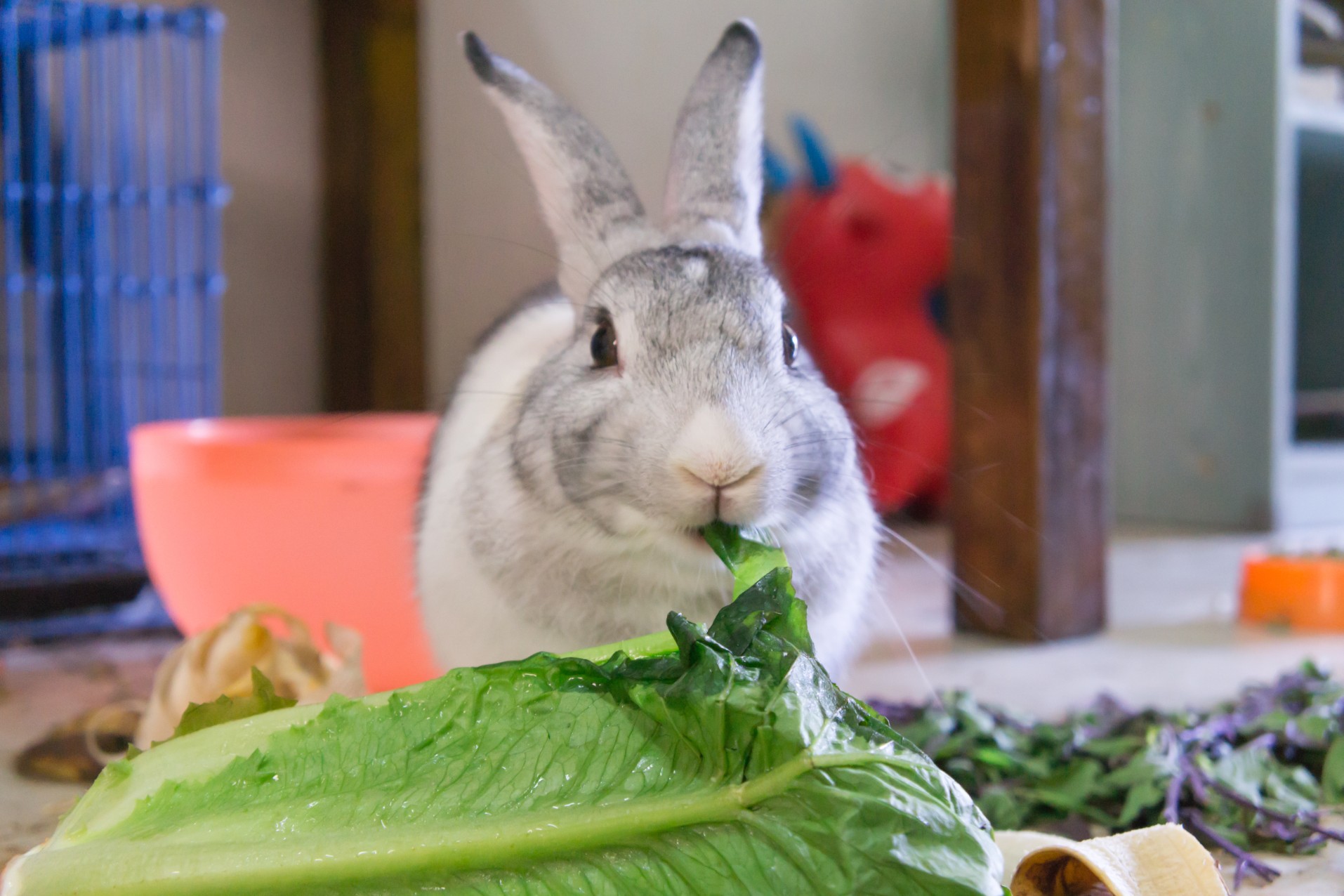 Healthy snacks for clearance rabbits