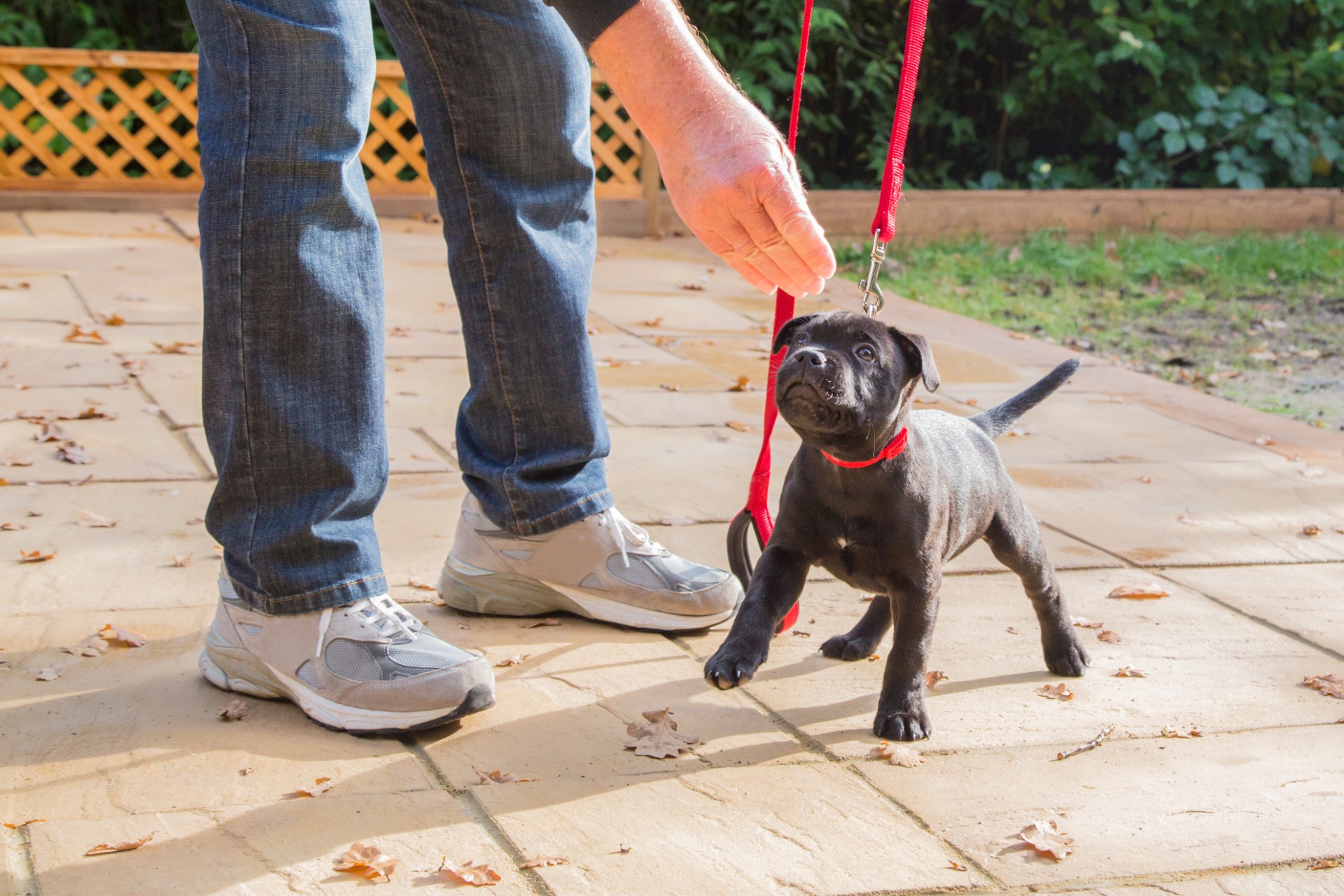 coles retractable dog lead