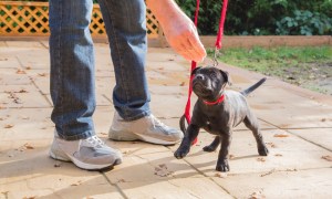 Puppy on leash being trained by owner